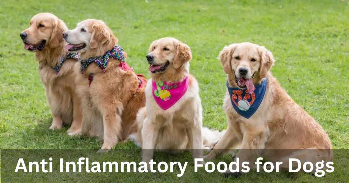 Anti Inflammatory Foods for Dogs