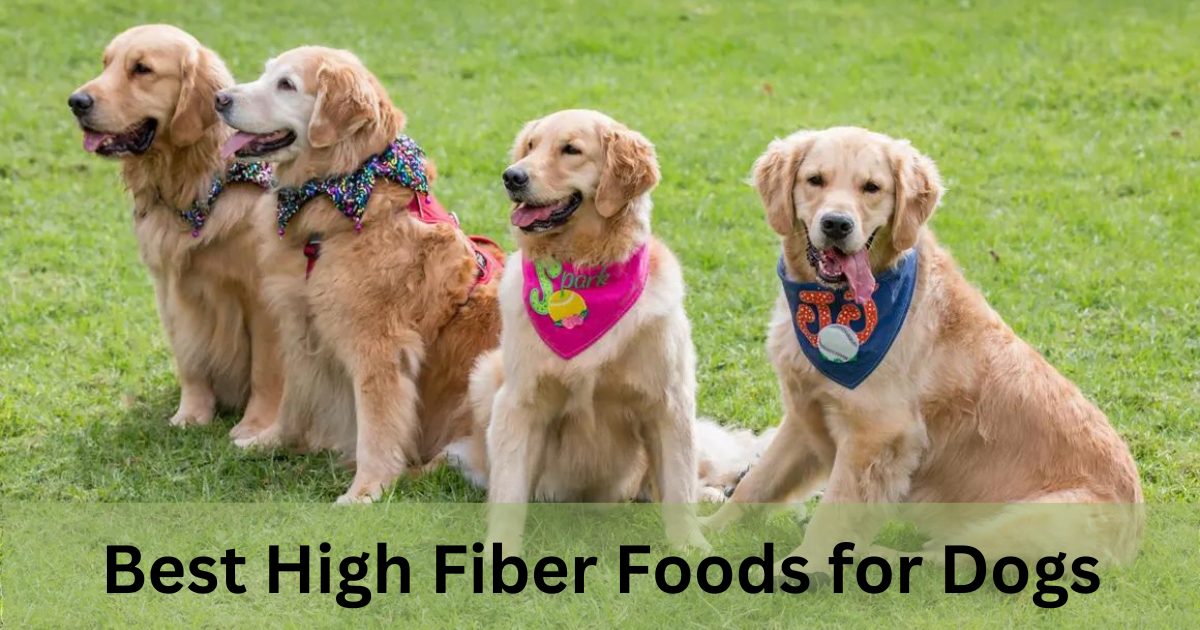 Best High Fiber Foods for Dogs