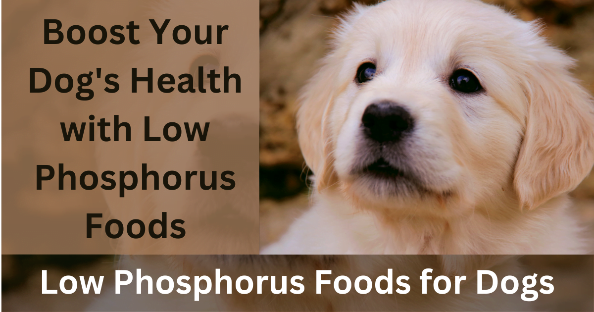 Low Phosphorus Foods for Dogs