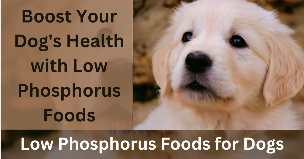 Low Phosphorus Foods for Dogs