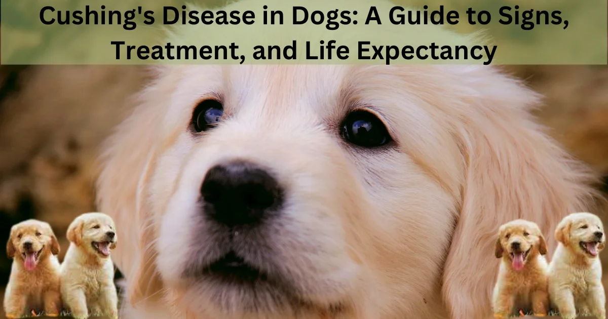 Cushing's Disease in Dogs