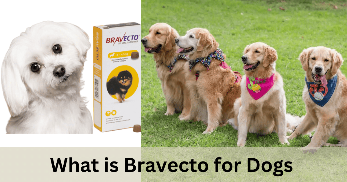 Bravecto for Dogs