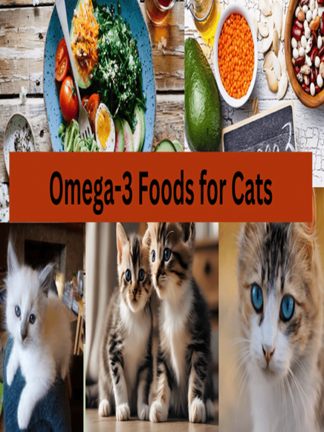 7 Best Omega 3 foods for Cats