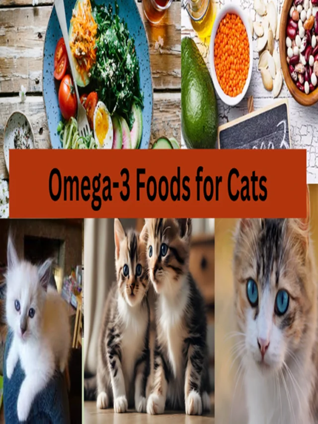 7 Best Omega 3 foods for Cats