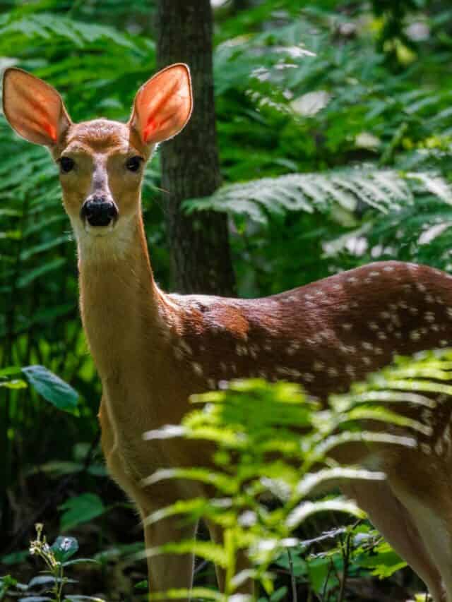 Rabies Alert: White-Tailed Deer Confirmed in West Virginia’s Hunting Season